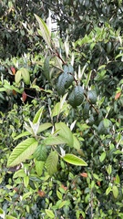 Cotoneaster salicifolius