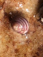 Gibbula zonata