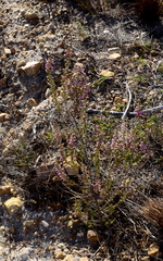 Erica placentiflora