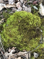 Weissia