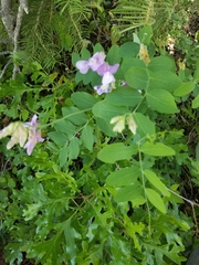 Lathyrus pauciflorus