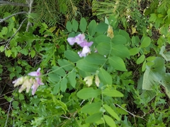 Lathyrus pauciflorus