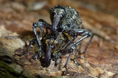 Hylobius excavatus