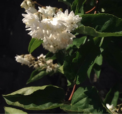 Deutzia