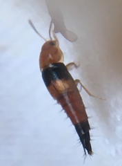 Tachyporus obtusus