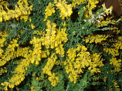 Genista stenopetala