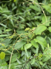 Causonis corniculata