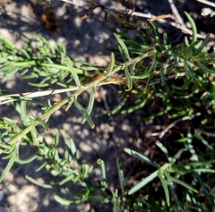 Senecio rosmarinifolius