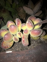 Cotyledon tomentosa