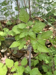 Annesorhiza macrocarpa