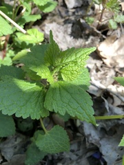 Lamium maculatum