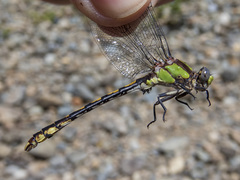 Ophiogomphus bison