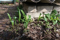 Allium aflatunense