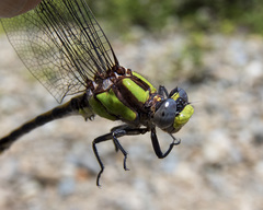 Ophiogomphus bison