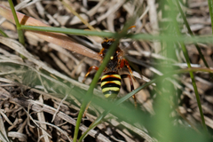 Nomada