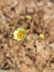Pallenis spinosa