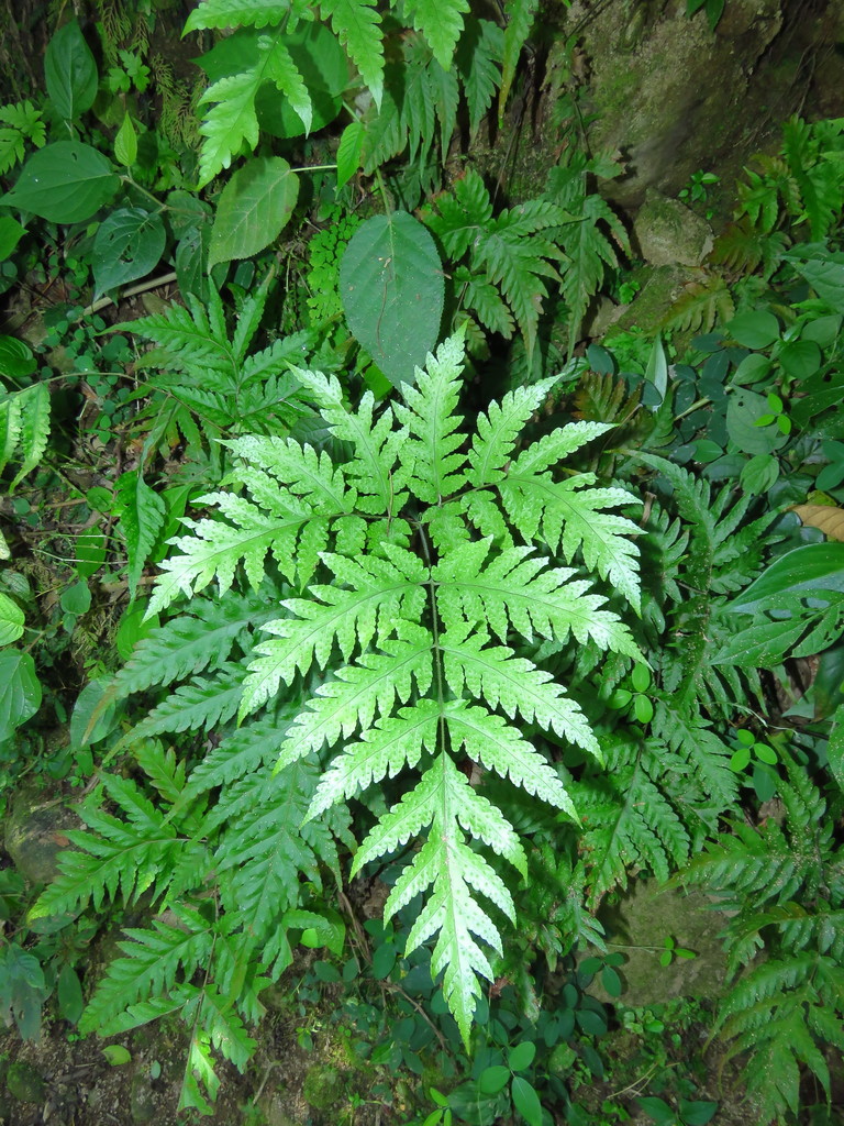 Tectaria mexicana