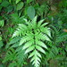 Tectaria mexicana - Photo (c) geomanuel, μερικά δικαιώματα διατηρούνται (CC BY-NC), uploaded by geomanuel
