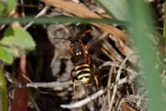 Nomada
