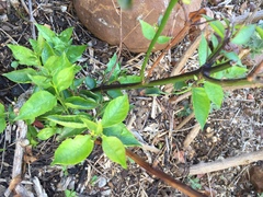 Halleria lucida