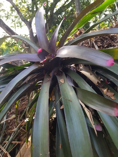 Foto de Bromélia