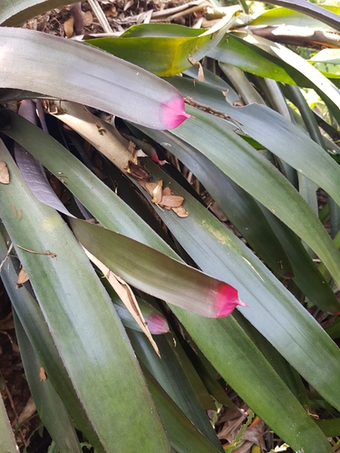 Foto de Bromélia