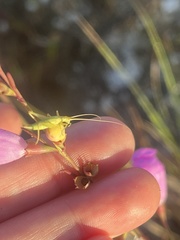 Oecanthus celerinictus