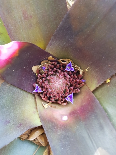 Foto de Bromélia