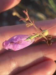 Oecanthus celerinictus