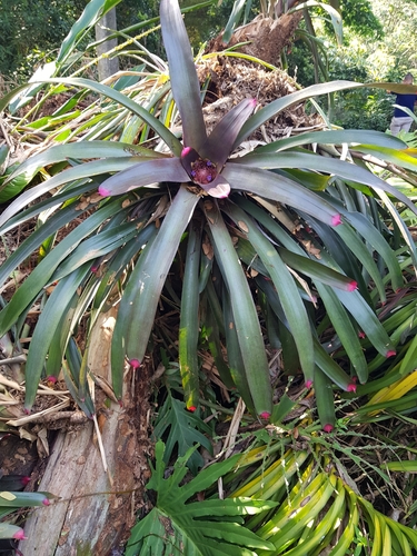 Foto de Bromélia