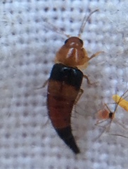 Tachyporus obtusus