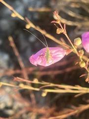 Oecanthus celerinictus