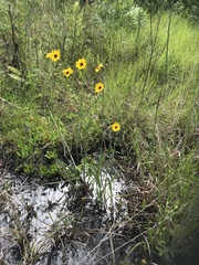 Coreopsis falcata