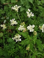 Anthriscus sylvestris