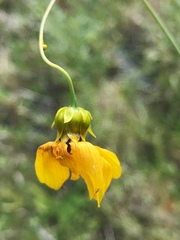 Coreopsis falcata