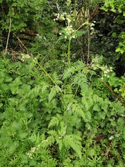 Anthriscus sylvestris