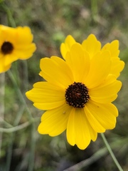 Coreopsis falcata