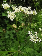 Anthriscus sylvestris