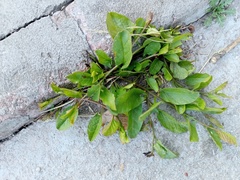 Convolvulus arvensis