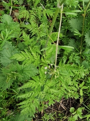Anthriscus sylvestris