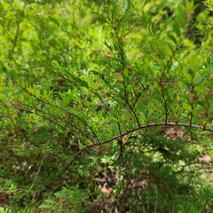 Phyllanthus myrtifolius