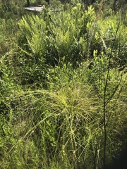 Carex elliottii