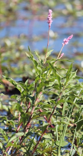 Image of Persicaria limbata by (c) Noeleen du Toit, some rights reserved (CC BY-SA)