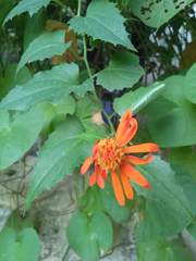 Pseudogynoxys benthamii