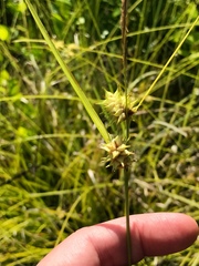Carex elliottii