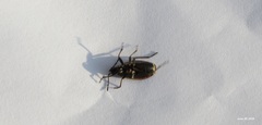 Pyrrhocoris sibiricus