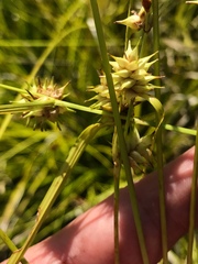 Carex elliottii