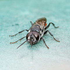Astata boharti
