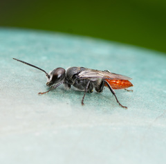 Astata boharti