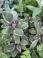 Salvia officinalis